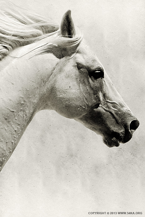 467x700 The White Horse Iii White Horse Portrait