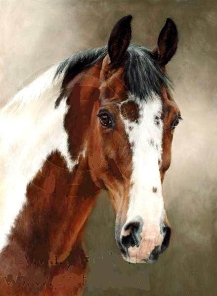 439x600 What A Gorgeous Horse With Pretty Markings On It's Face Mary