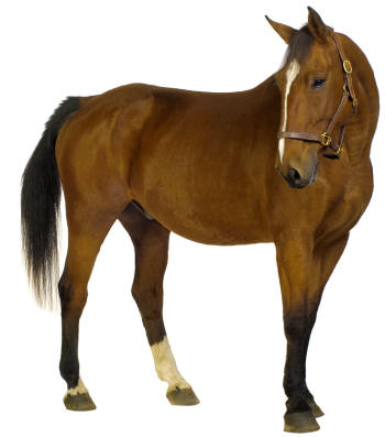 350x397 Gallery Horse Pictures For Kids,