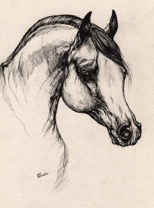 518x700 Arabian Horse Drawing 24 Drawing Zeichnen Horse