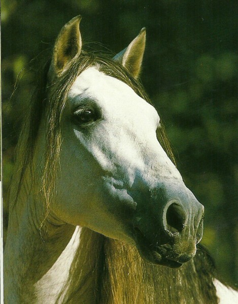 469x600 Drawing Horse Heads The Main Planes Of The Head Art2art