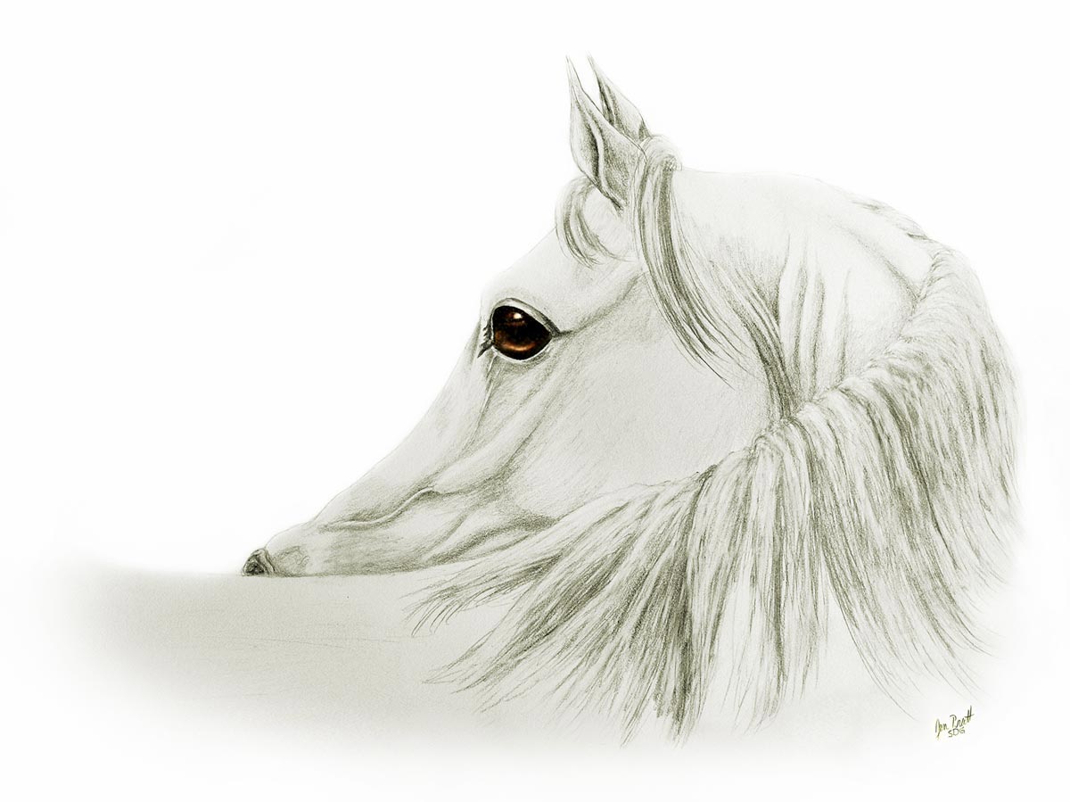 1200x899 Horses Amp Art Horse Art Gallery And Demonstrations