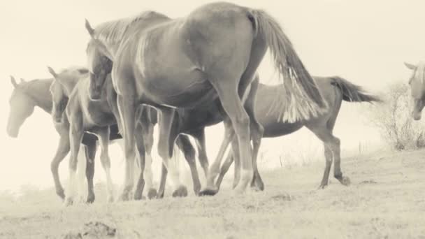 608x342 Horses Running On A Grass Field Stock Video