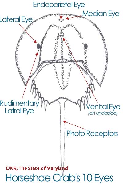 400x600 Horseshoe Crabs