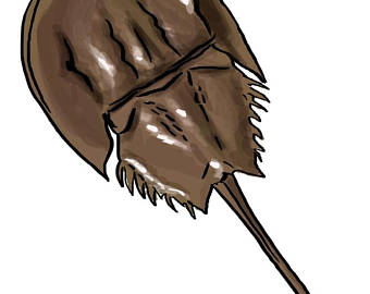 340x270 Horseshoe Crab Print Etsy