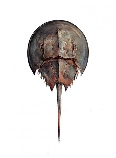465x630 Horseshoe Crab Watercolor Illustration Watercolor