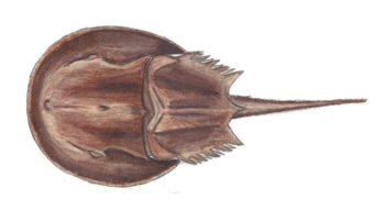 350x201 Peconic Natural History Peconic Estuary