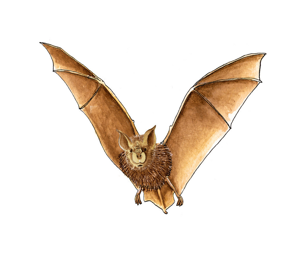 1024x942 The World's Best Photos Of Drawing And Horseshoe