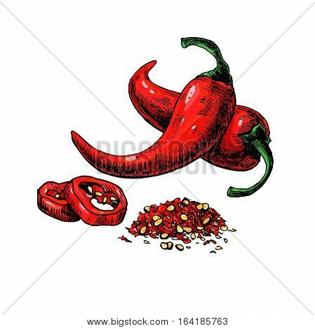 449x470 Chili Pepper Hand Drawn Vector Vector Amp Photo Bigstock