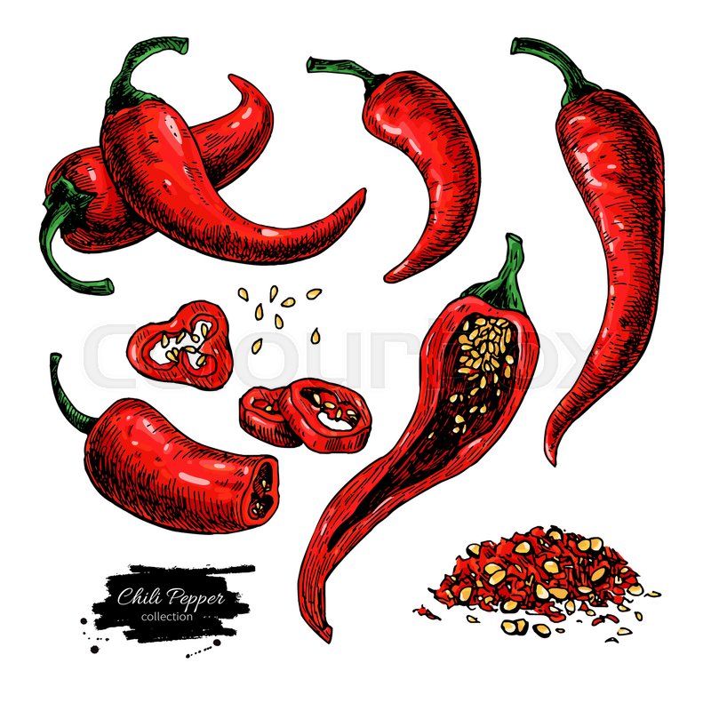 800x800 Chili Pepper Hand Drawn Vector Illustration. Vegetable Artistic
