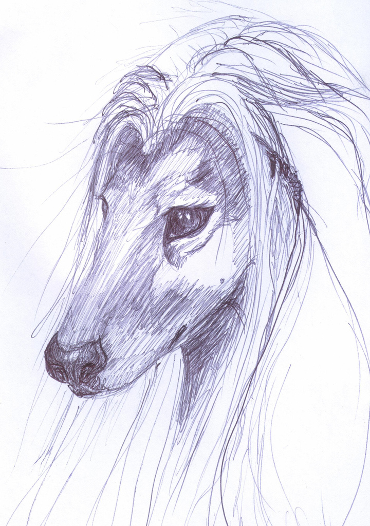 720x1024 Afghan Hound Ink Drawing I Drew This With A Ball Point