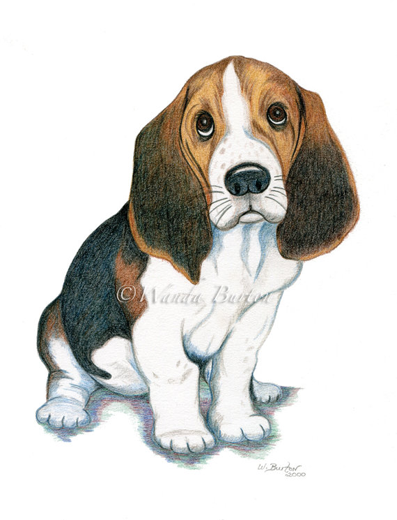 570x745 Basset Hound Or Beagle Puppy Dog Art 8 X By Wandaburtonanimalart