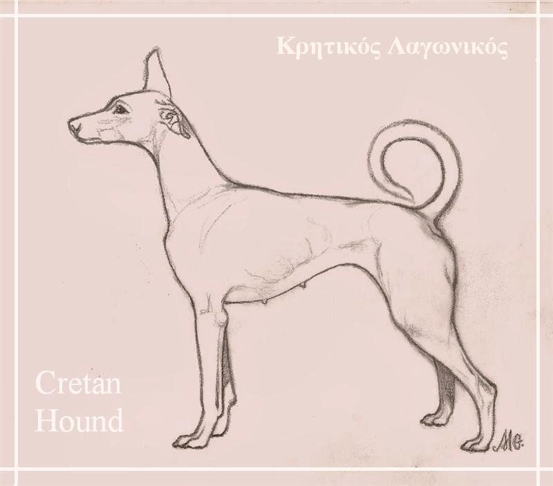 800x703 Filecretan Hound, Drawing By Maria Gkinala.jpg