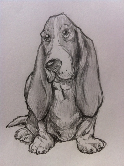 478x640 How To Draw A Basset Hound Dog Feltmagnet