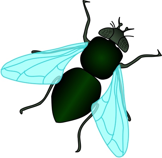 539x528 Green House Fly Free Vector In Open Office Drawing Svg ( Svg
