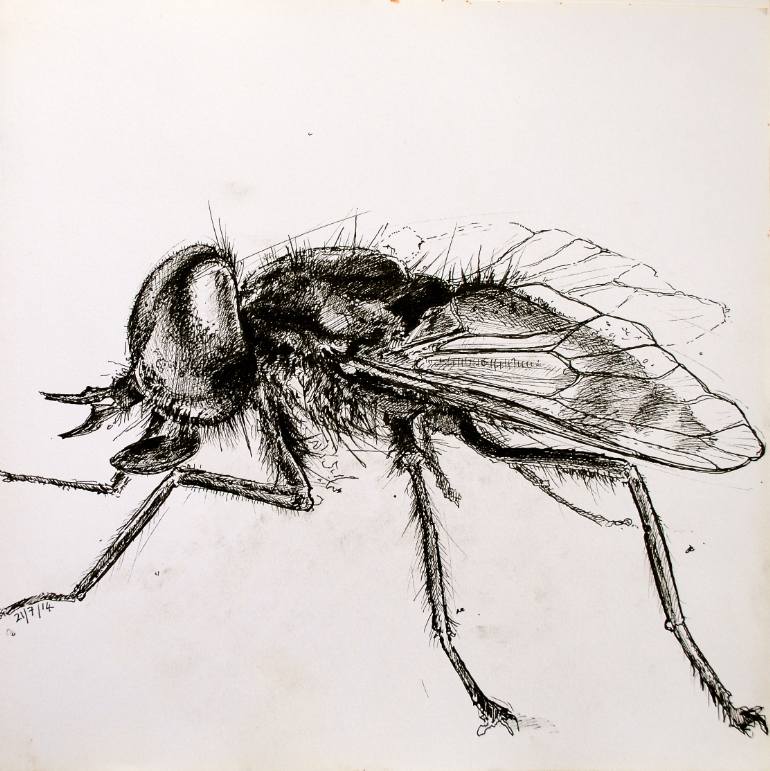 770x771 Saatchi Art Horse Fly Drawing By Richard Lee