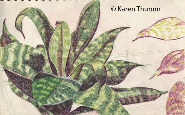 603x374 Drawing On Life The Art Of Karen Baker Thumm Houseplant