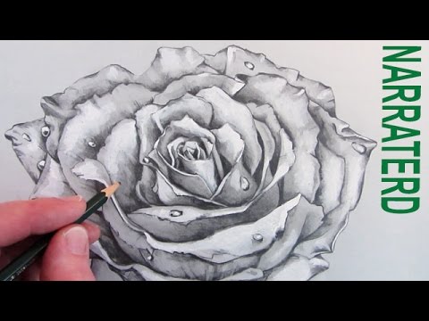 480x360 How To Draw A Rose Narrated Pencil Drawing
