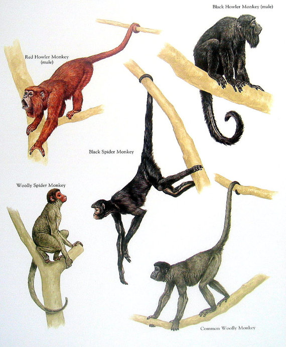 570x692 Monkeys Red Howler Monkey Black Spider Monkey Common Wooly