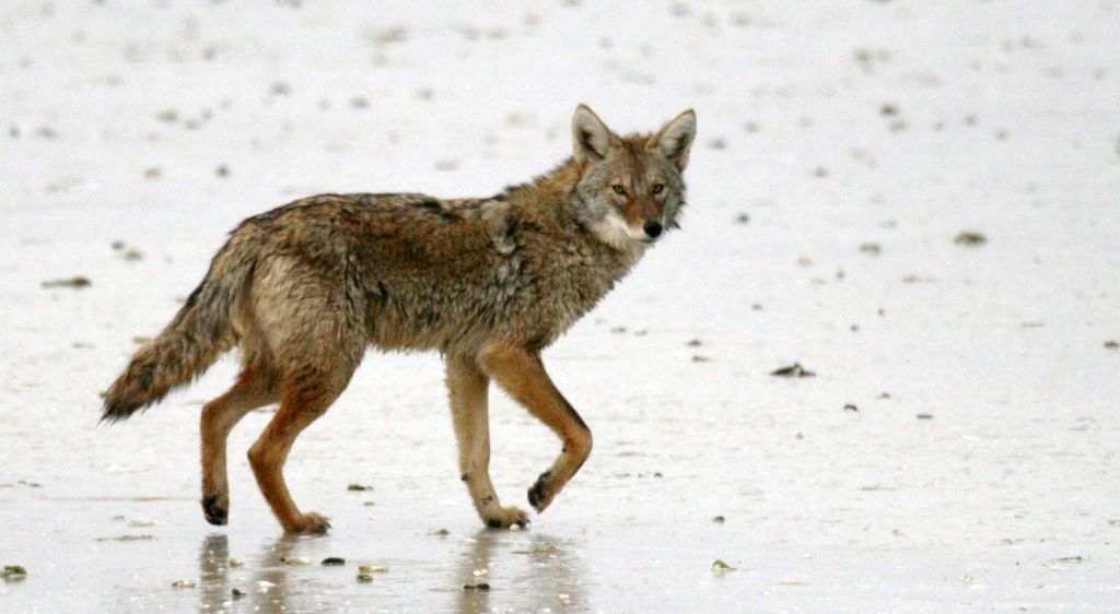 1024x562 Minnesota Coyote Hunting Tournament Is Latest To Draw Opposition