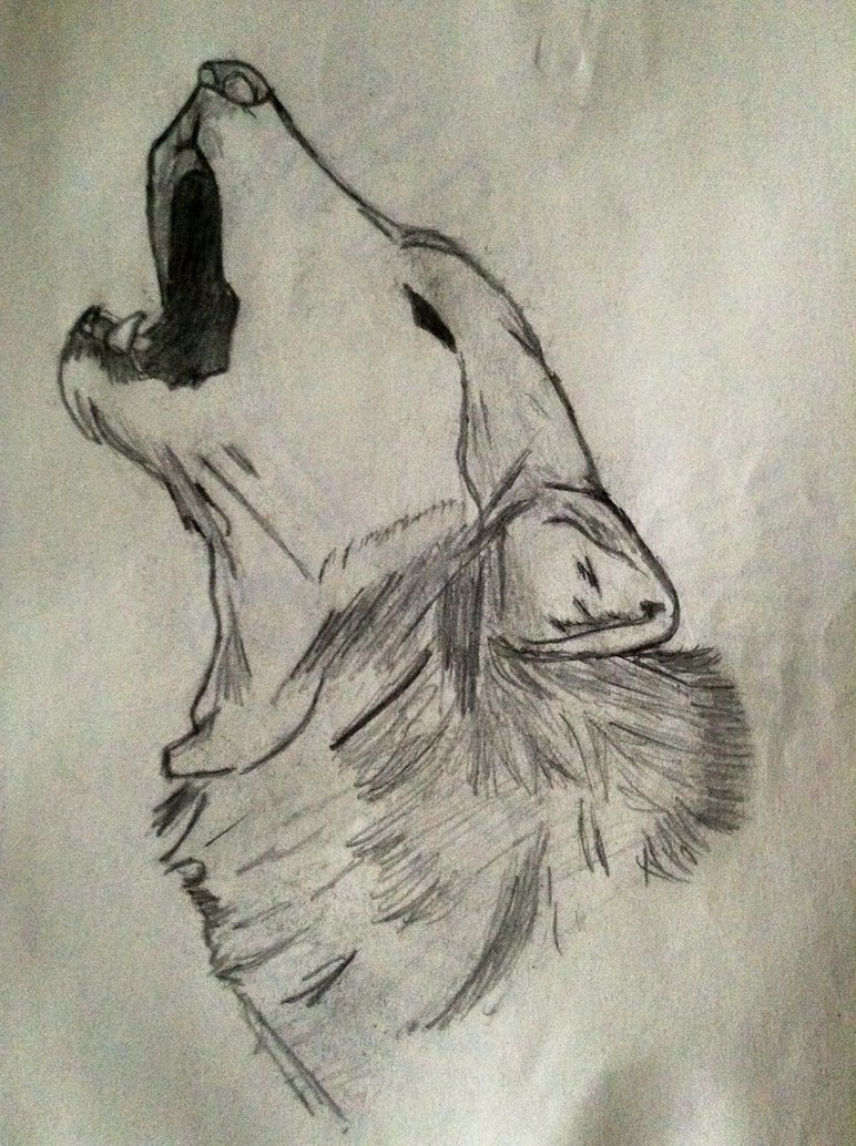 772x1034 Howling Wolf Head Sketch By Bloodwolf 34