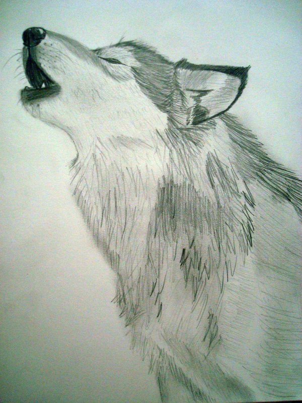 600x800 Howling Wolf By Artisticalassassin
