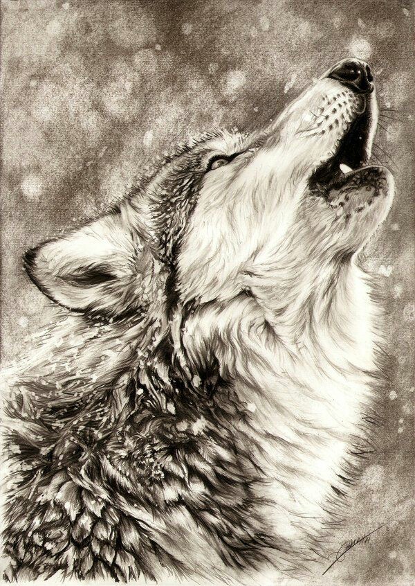 600x846 Pin By Zaden Fyre On Wolves Wolf, Drawings And Sketches
