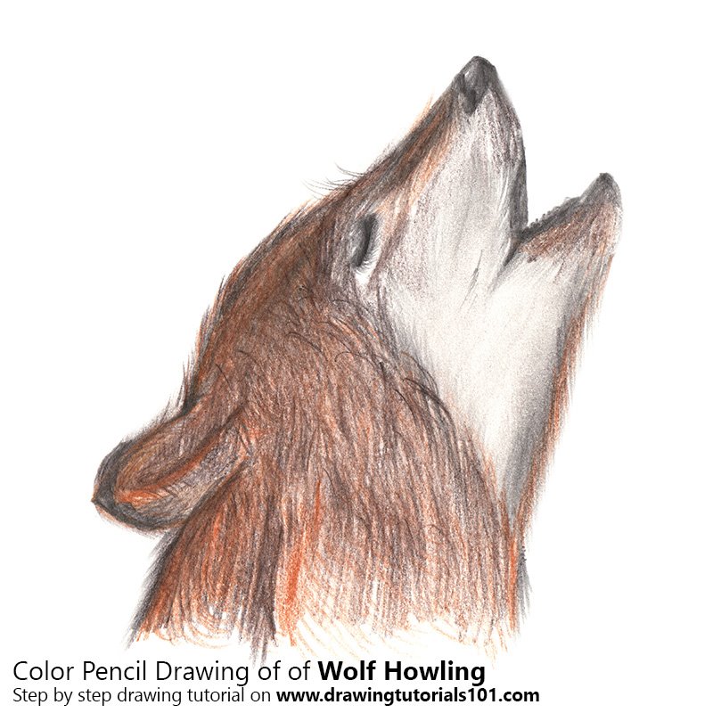 800x800 Wolf Howling Colored Pencils