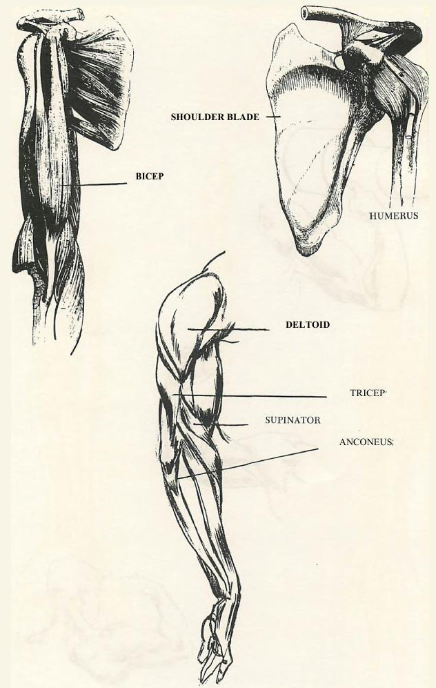 632x997 Drawing Human Arms And Hands How To Draw The Arms And Hands