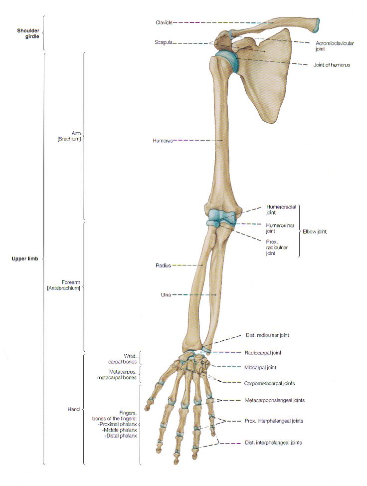 PHYSIO, Appendicular Skeleton