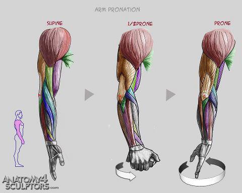 480x384 Drawing Art People Arms Draw Hand Human Anatomy Muscles Biceps