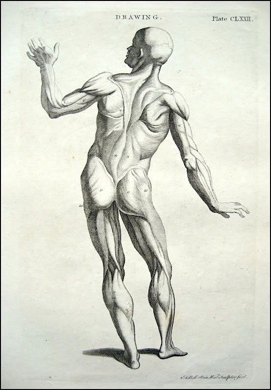 555x799 Figure Drawing How To Draw The Muscles Of The Human Body