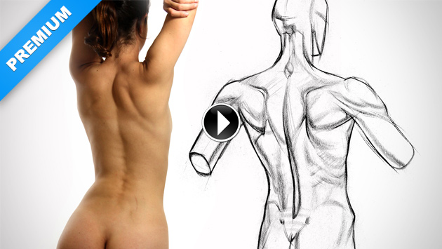 630x355 Physique Variations Of The Upper Back Muscles Proko