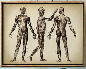 340x270 Anatomy Drawing Etsy