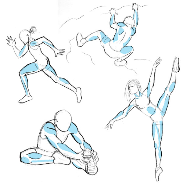 600x600 Human Anatomy Fundamentals Muscles And Other Body Mass