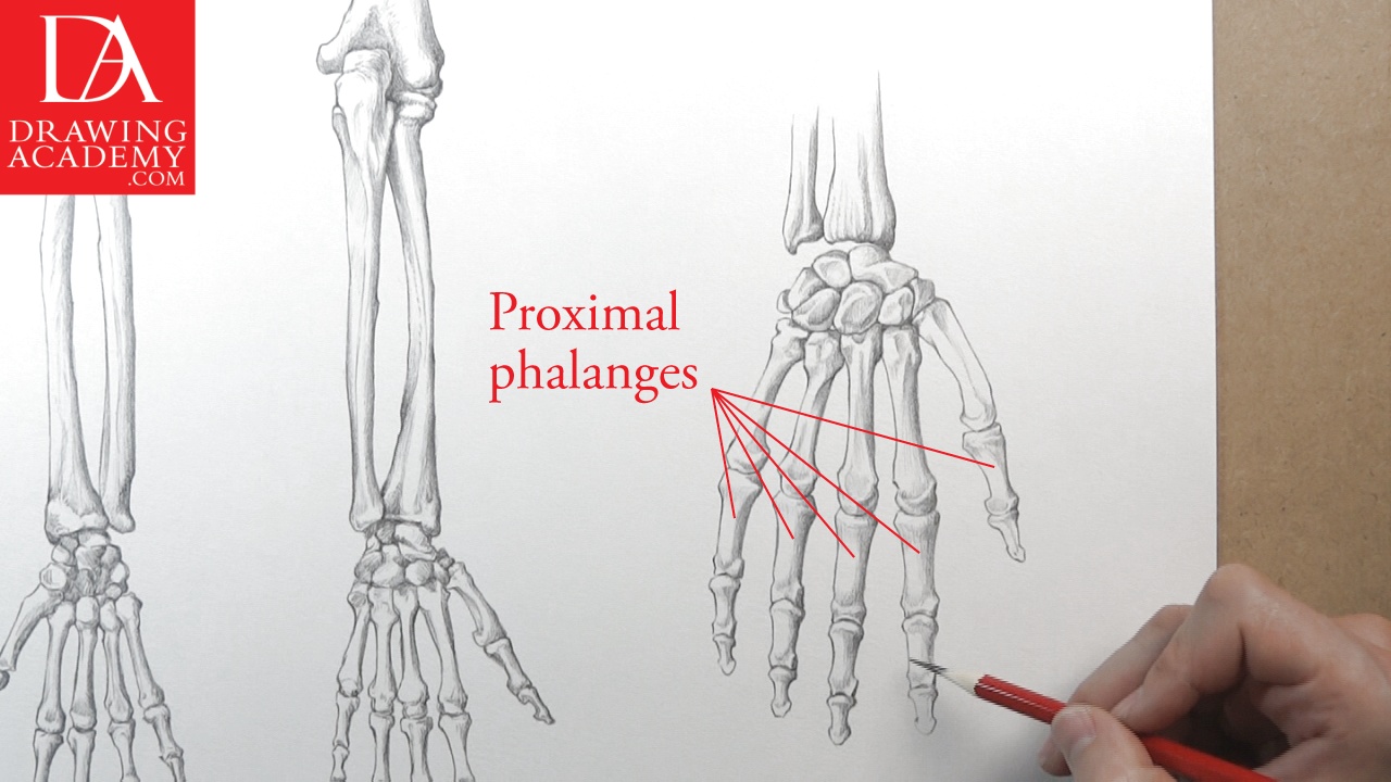 1280x720 Bones Of The Body