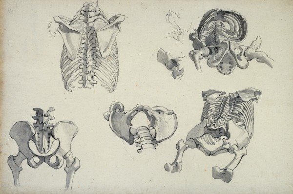 600x397 Drawings Of Human Bones, Mainly Rib Cage And Pelvis