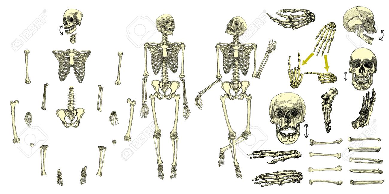 1300x650 Human Bones Skeleton Drawing Collection Set. Character Creation