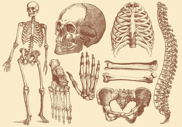 700x490 Old Style Drawing Human Bones