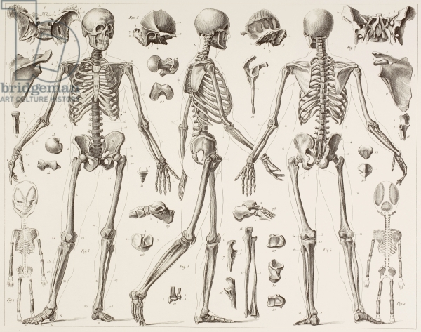 600x473 Skeleton Of A Fully Grown Human, After A 19th Century Print (Litho