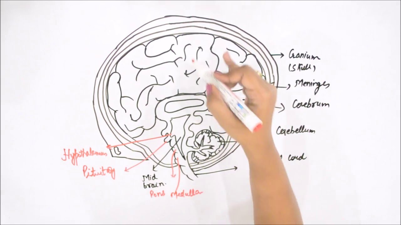 1280x720 How To Draw Human Brain