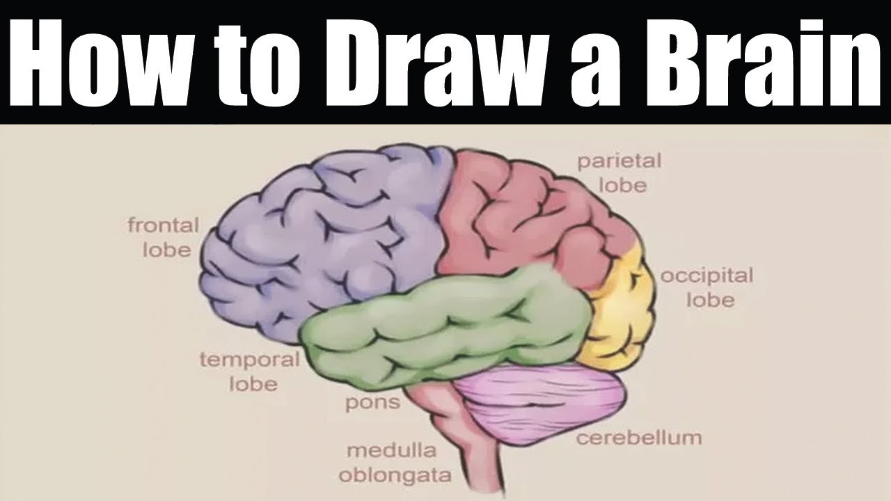 1280x720 How To Draw A Brain How To Draw Brain Easy