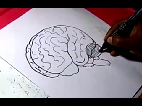 480x360 How To Human Brain Drawing For Kids Step By Step