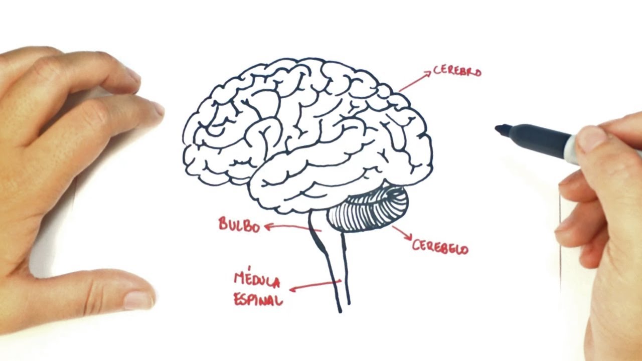 1280x720 How To Draw A The Human Brain The Human Brain Easy Draw Tutorial