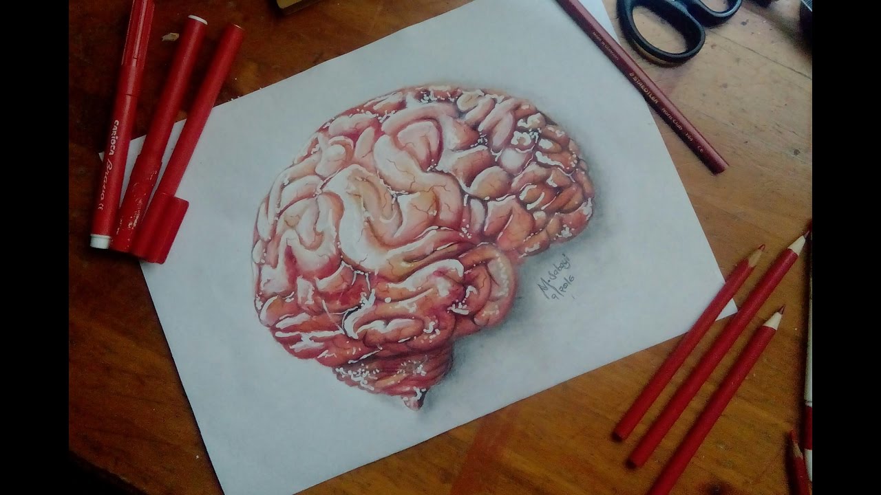 1280x720 How To Draw A Human Brain