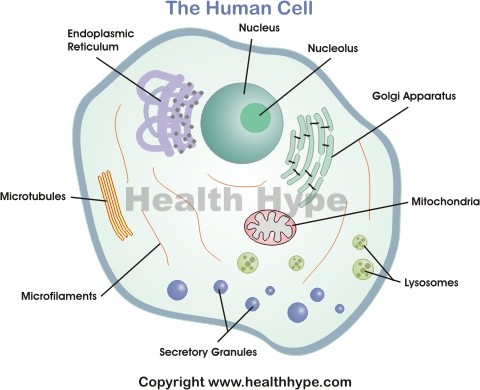 480x390 Human Cell Diagram, Parts, Pictures, Structure And Functions