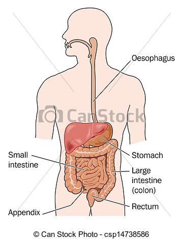 360x470 Gastrointestinal Tracts And Liver. Human Digestive System