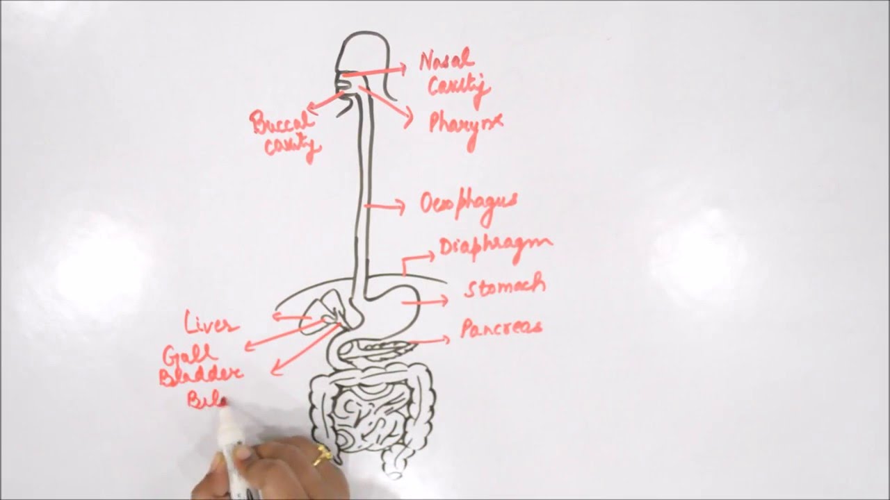 1280x720 How To Draw Human Digestive System