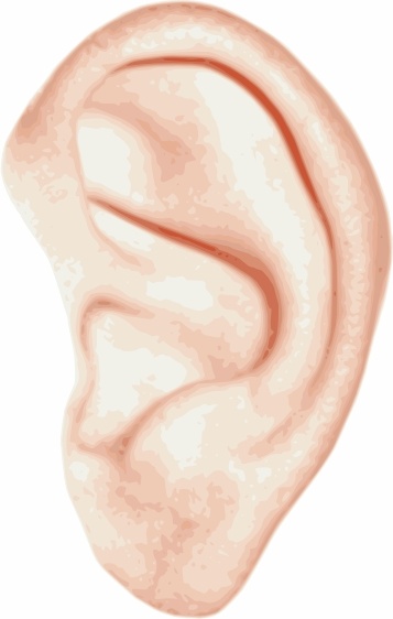 357x562 Human Ear Clip Art Free Vector In Open Office Drawing Svg ( Svg