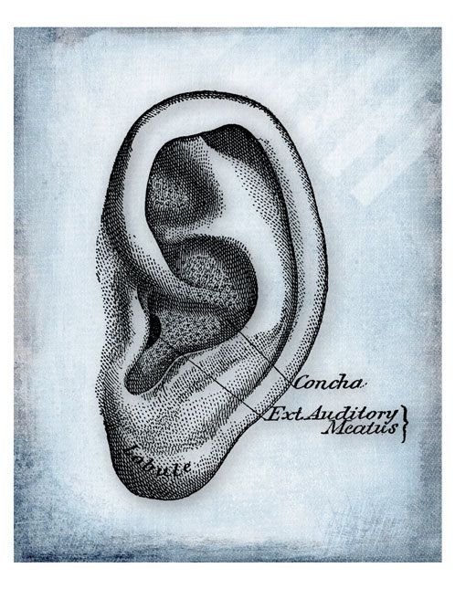 498x645 The Human Ear